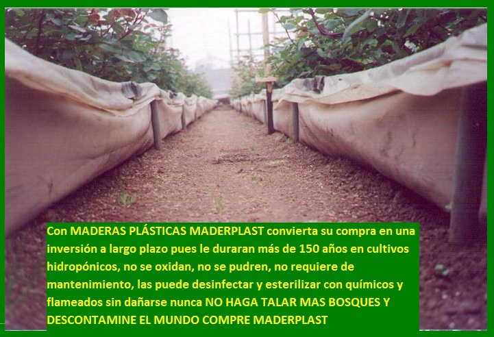 hidroponía como se preparan cultivos hidropónicos flores hidropónicas como se hace el cultivo tecnificado flor de invernadero cultivo hidropónico tecnificado maderplast surcos camas tutores 019 hidroponía como se preparan cultivos hidropónicos flores hidropónicas como se hace el cultivo tecnificado flor de invernadero cultivo hidropónico tecnificado maderplast surcos camas tutores 019 hidroponía como se preparan cultivos hidropónicos flores hidropónicas como se hace el cultivo tecnificado flor de invernadero cultivo hidropónico tecnificado maderplast surcos camas tutores 019